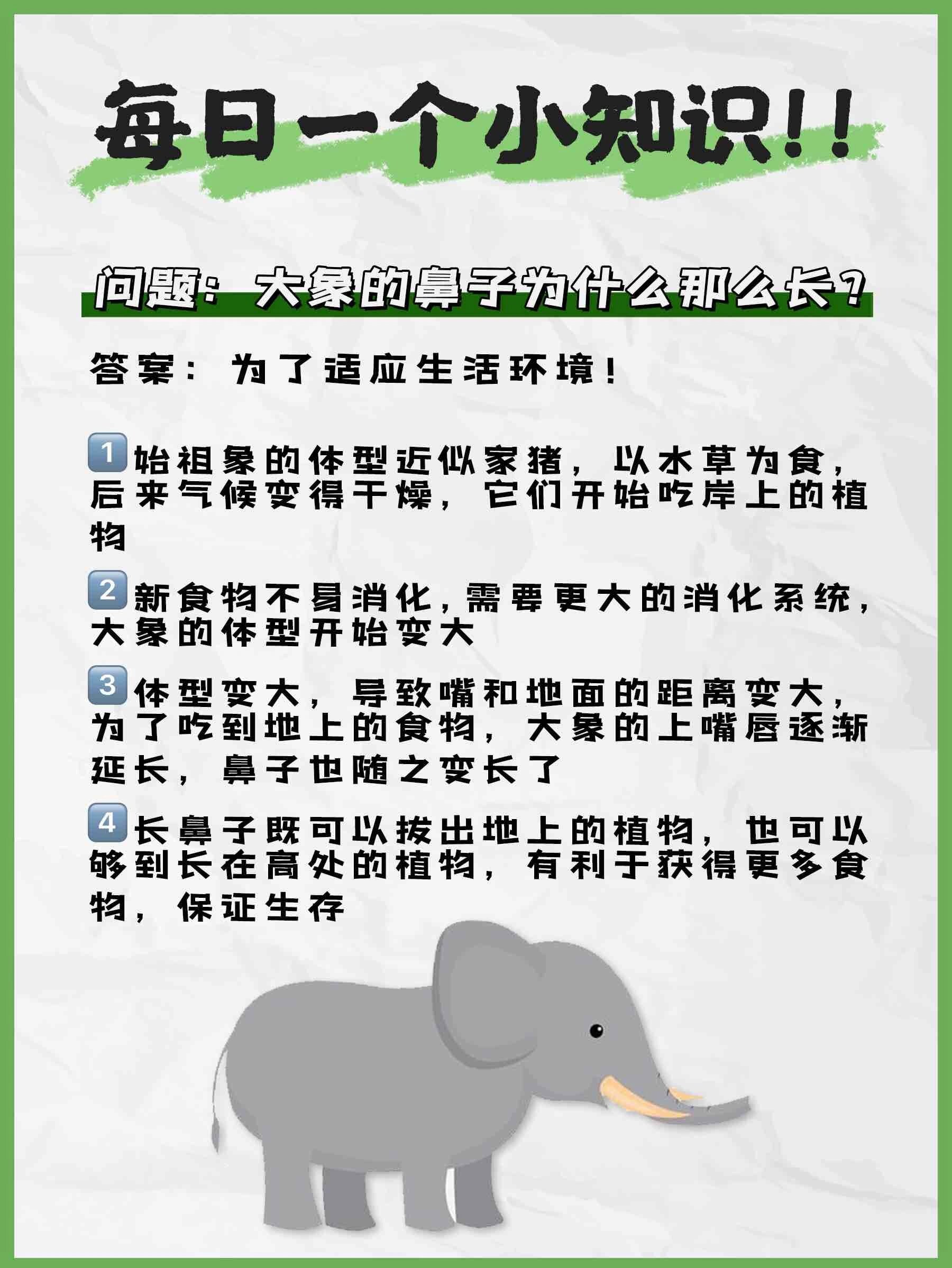 每日一问?大象的鼻子为什么那么长?