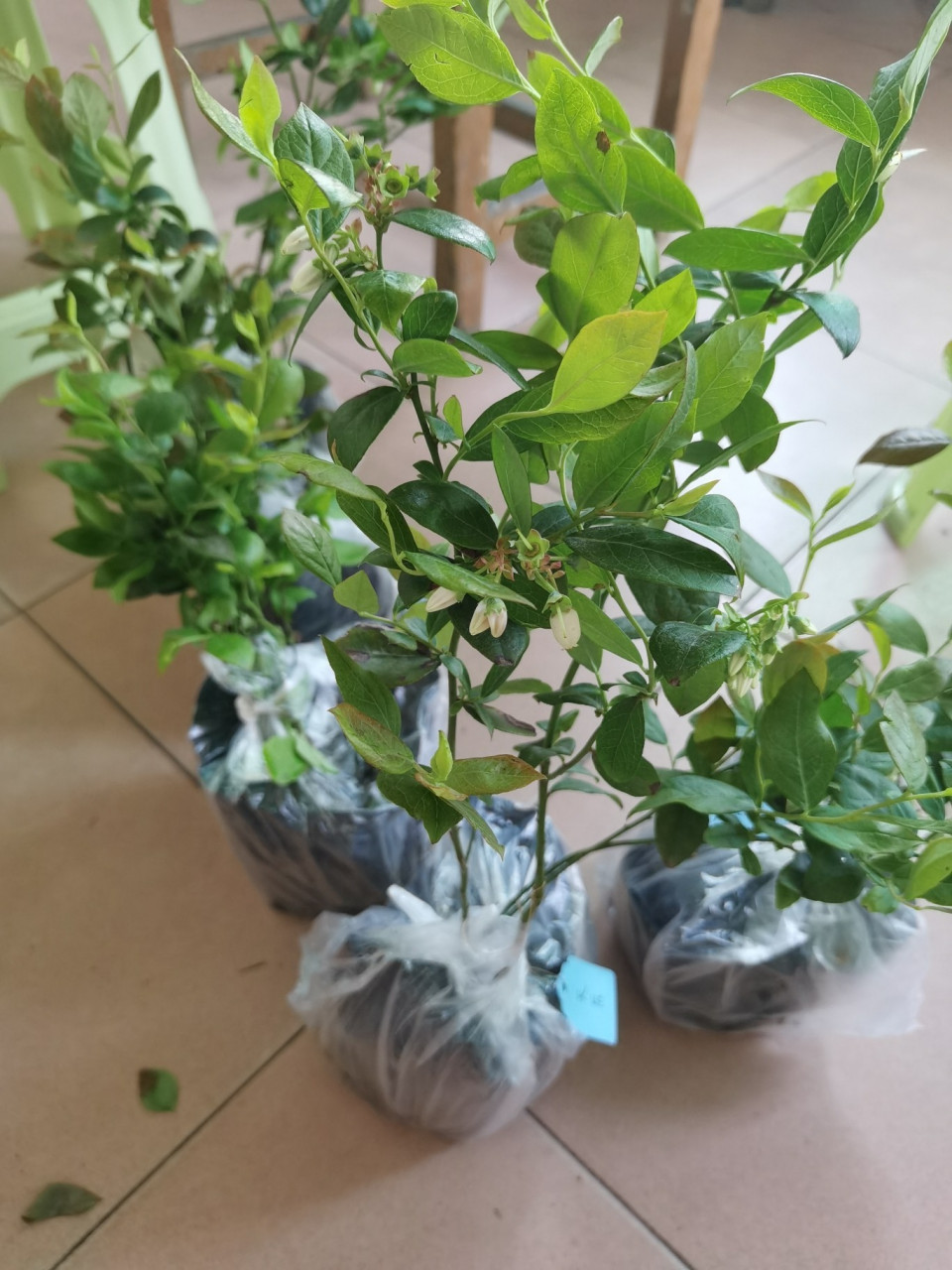 真假蓝莓苗 图②③是一个星期前在拼多多上面买的假苗 图①④⑤⑥是在