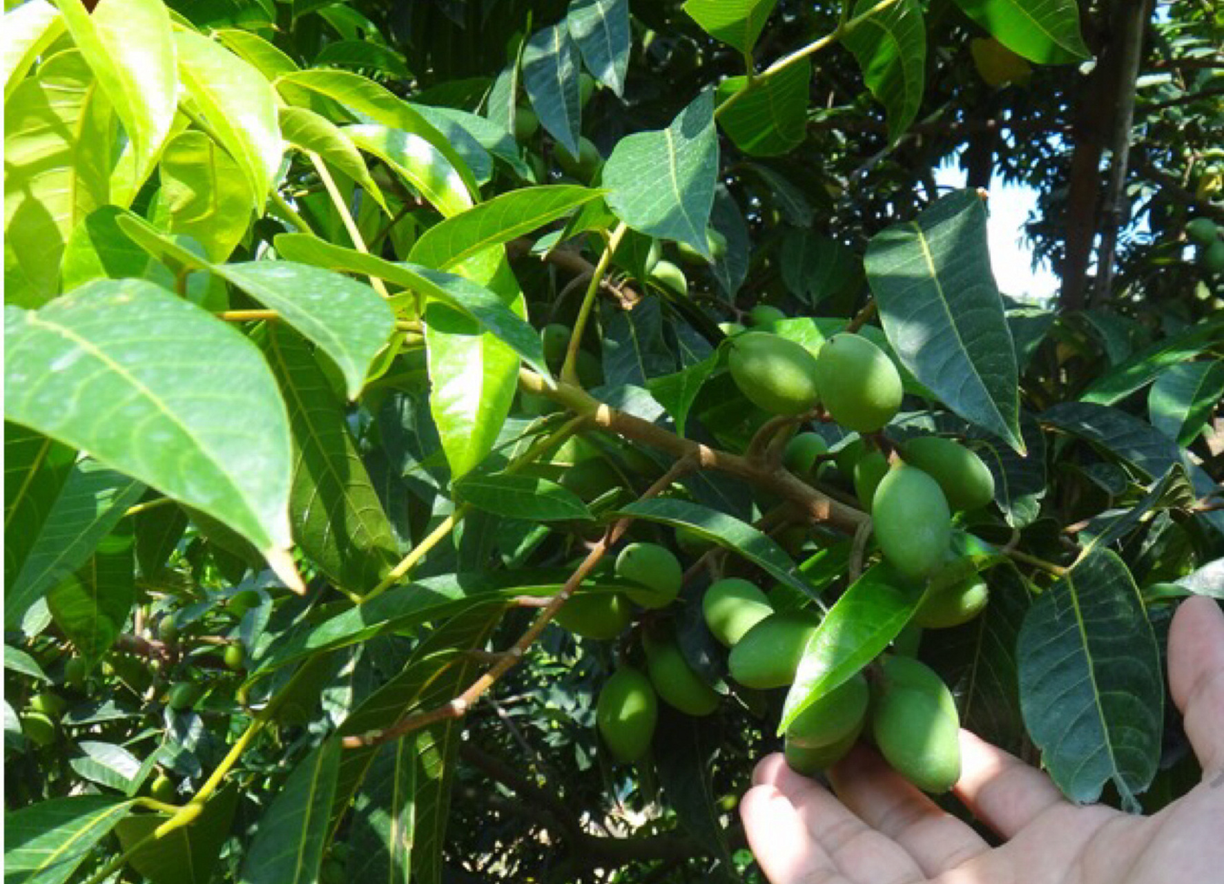 爆款水果,甜橄榄 闽清特产檀香二号橄榄,不是泡甜蜜素的,回甘清甜