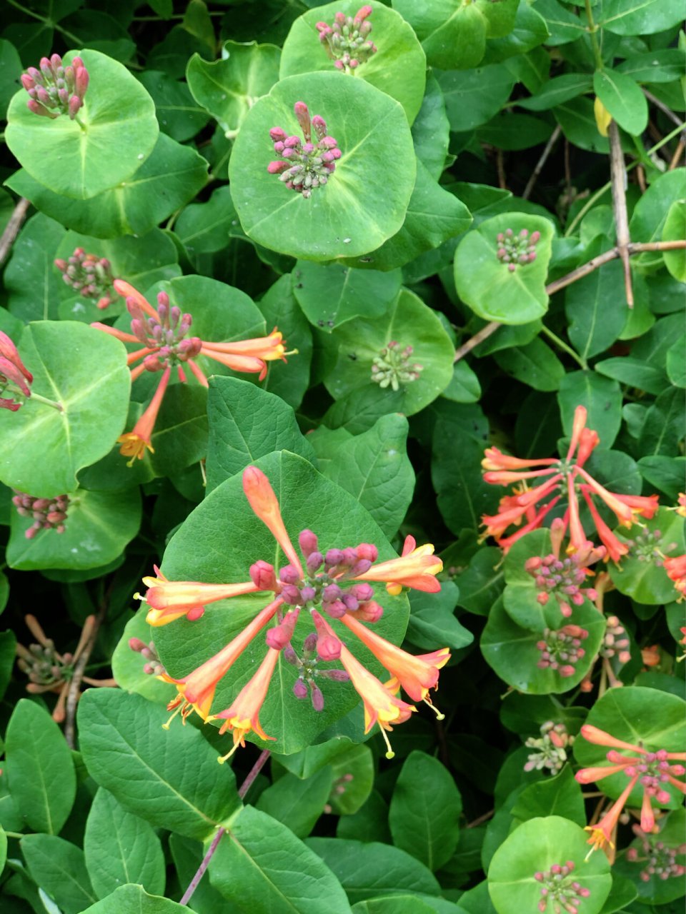 我的花园有几种花(10)贯月忍冬 靠着篱笆或是墙边种再合适不过了, 花