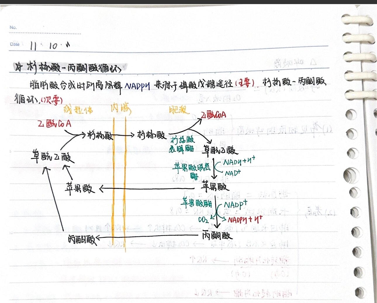 生化 柠檬酸丙酮酸循环 md这个循环的意义居然就是提供nadph