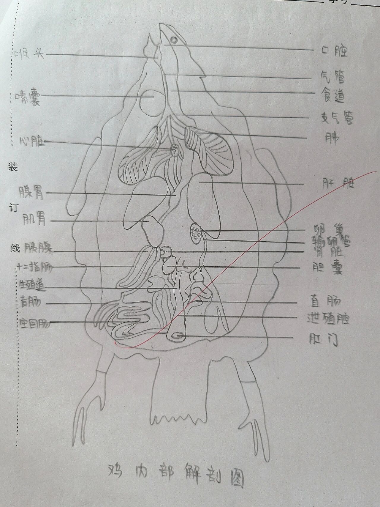 鸡翅生物解剖图图片