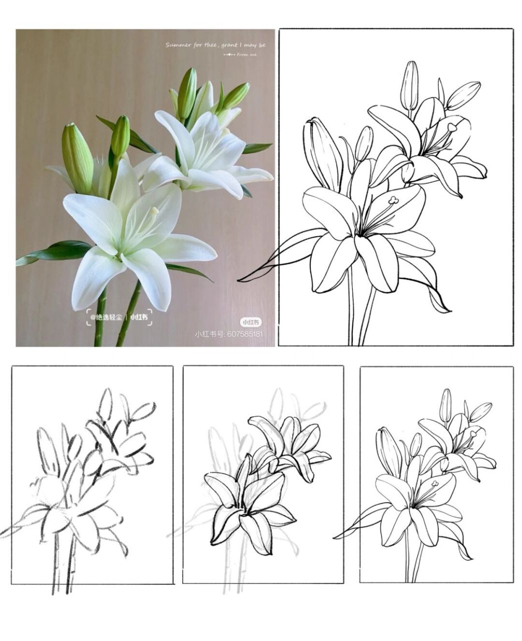 坚持100张线稿练习/38|百合花|附过程图 再忙也要画画吖95.