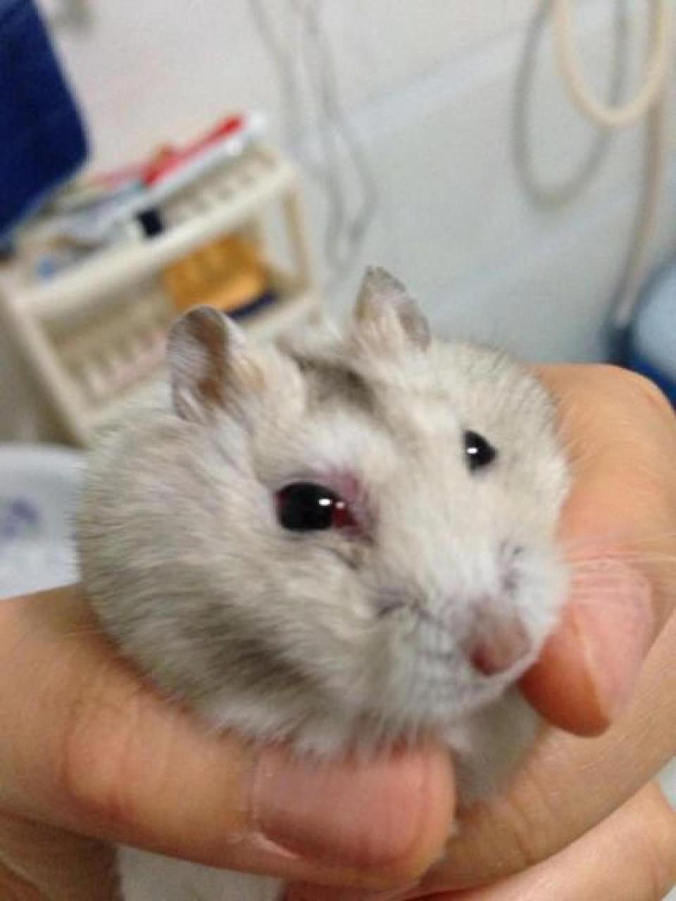 第一:用棉签沾少许眼膏涂在仓鼠眼睛旁边 第二:15分钟后用棉签沾生理