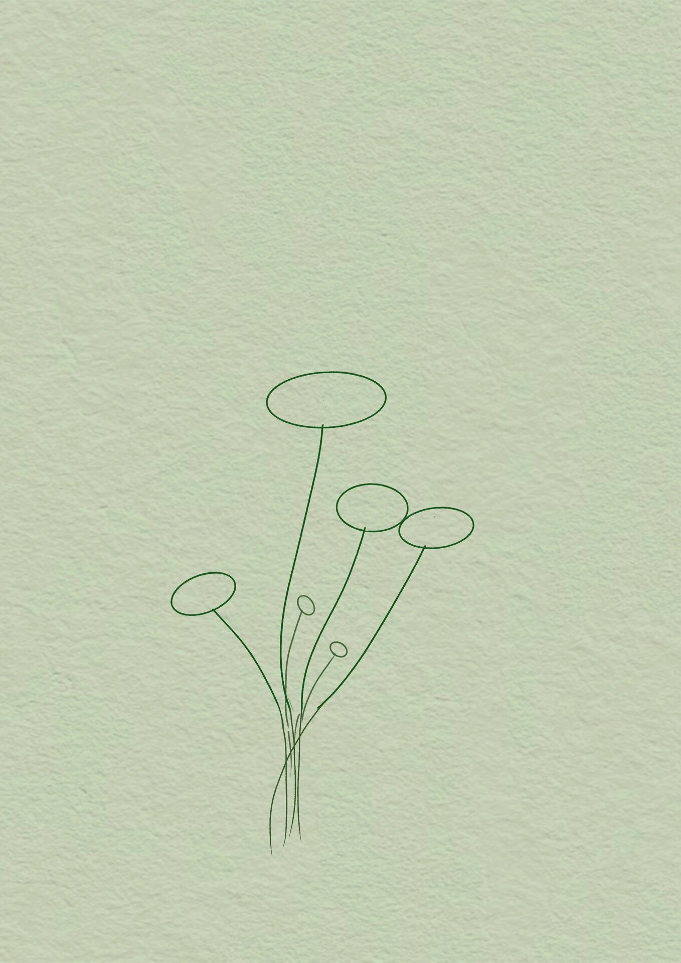 铜钱草(简笔画31/100)