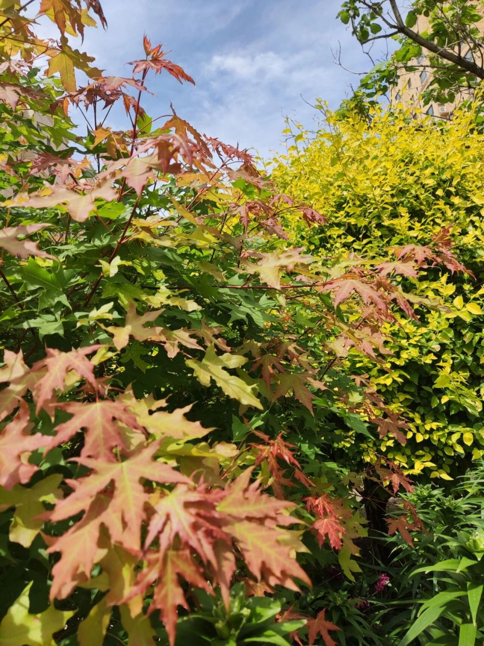 五角枫,嫩嫩的枫叶93 小区里嫩嫩的枫叶93,太漂亮了.