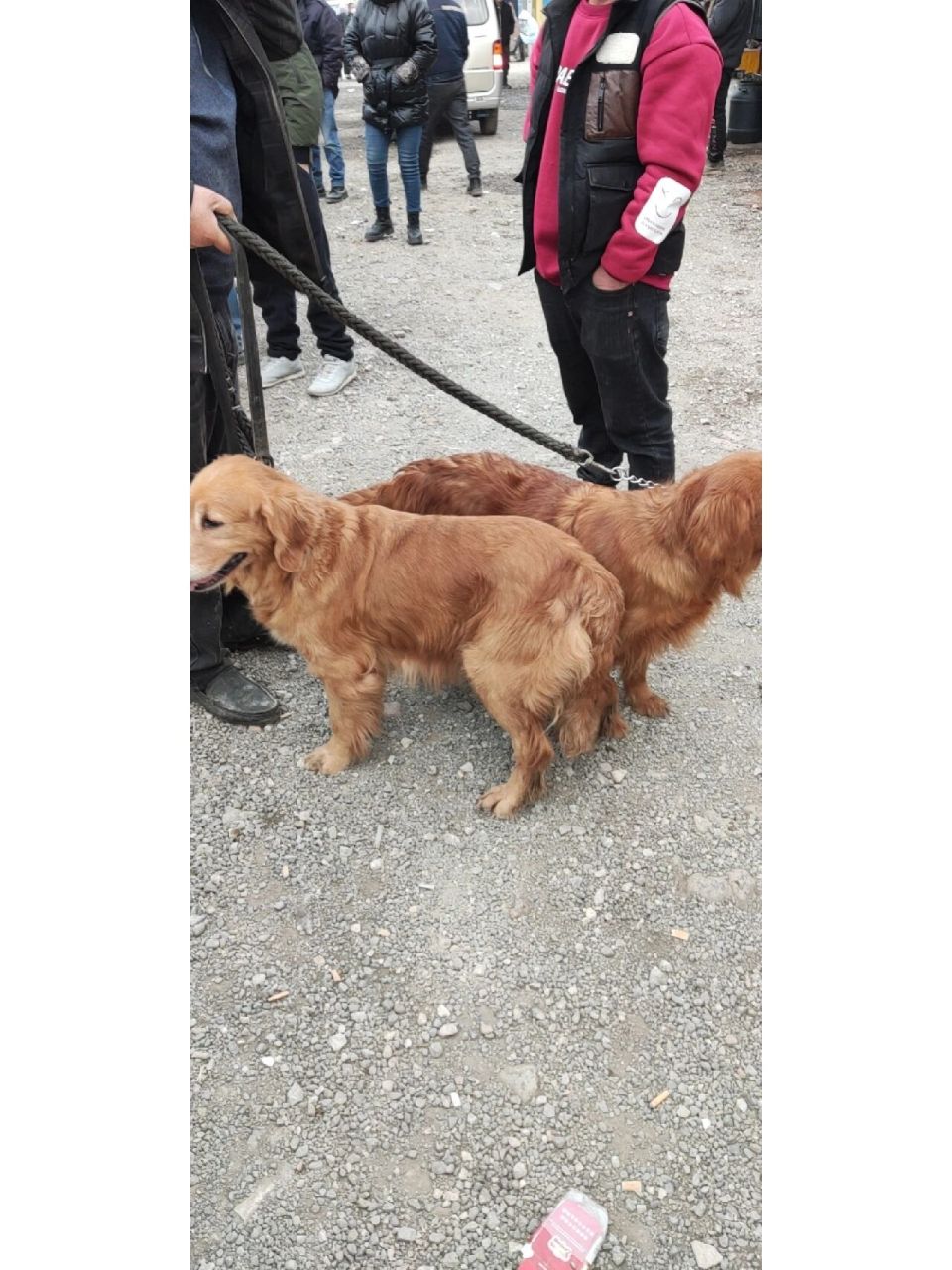 昆明小板桥狗市 大型犬爱好者的福音 我家就小板桥狗市场前面  走路10