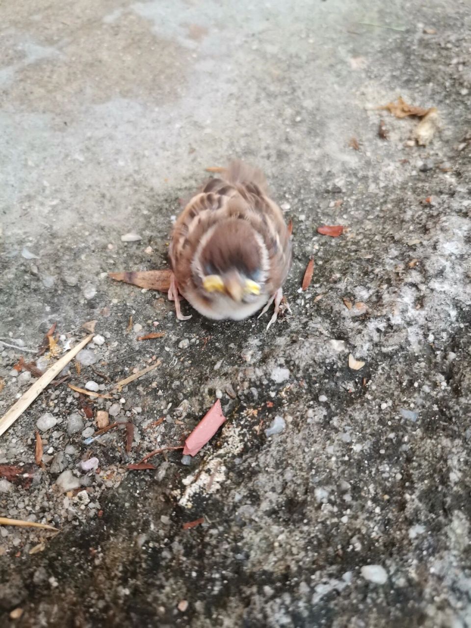 怎么养小麻雀啊?