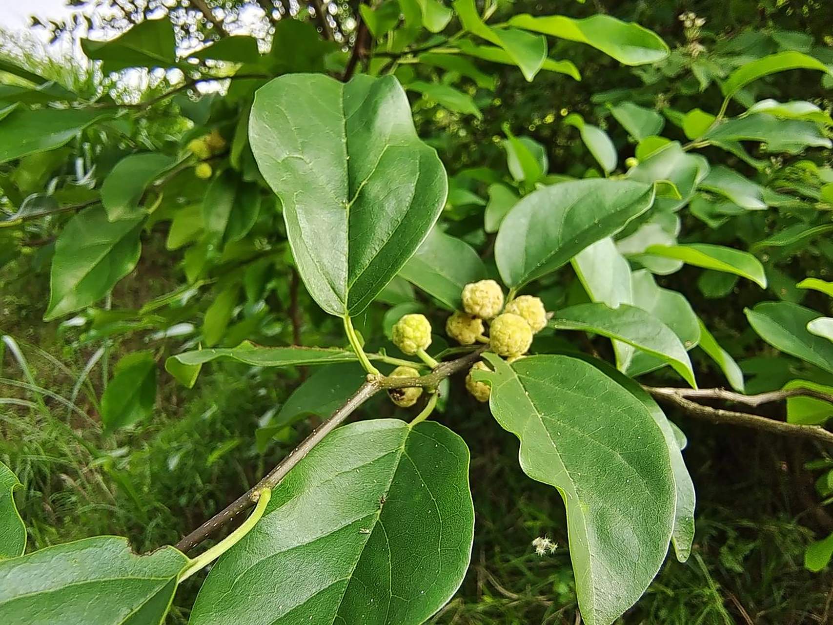 【农村这种不起眼的杂木就是有"南檀北柘","帝王木"美誉的柘木】  在