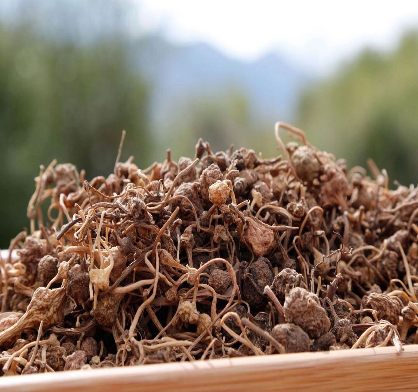 西藏特产品——野生藏三七 6015 91  西藏林芝野生藏三七 野生