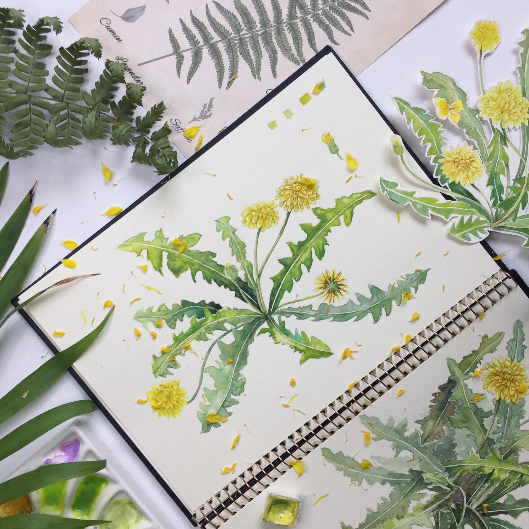 水彩蒲公英(附过程图)每日一绘 #水彩画教程# #绘画日常# #寻找小红书