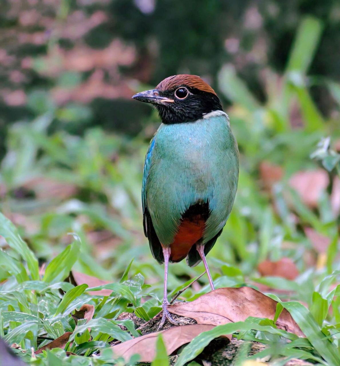绿胸八色鸫 hooded pitta 绿胸八色鸫 (pitta sordida) photo by sang