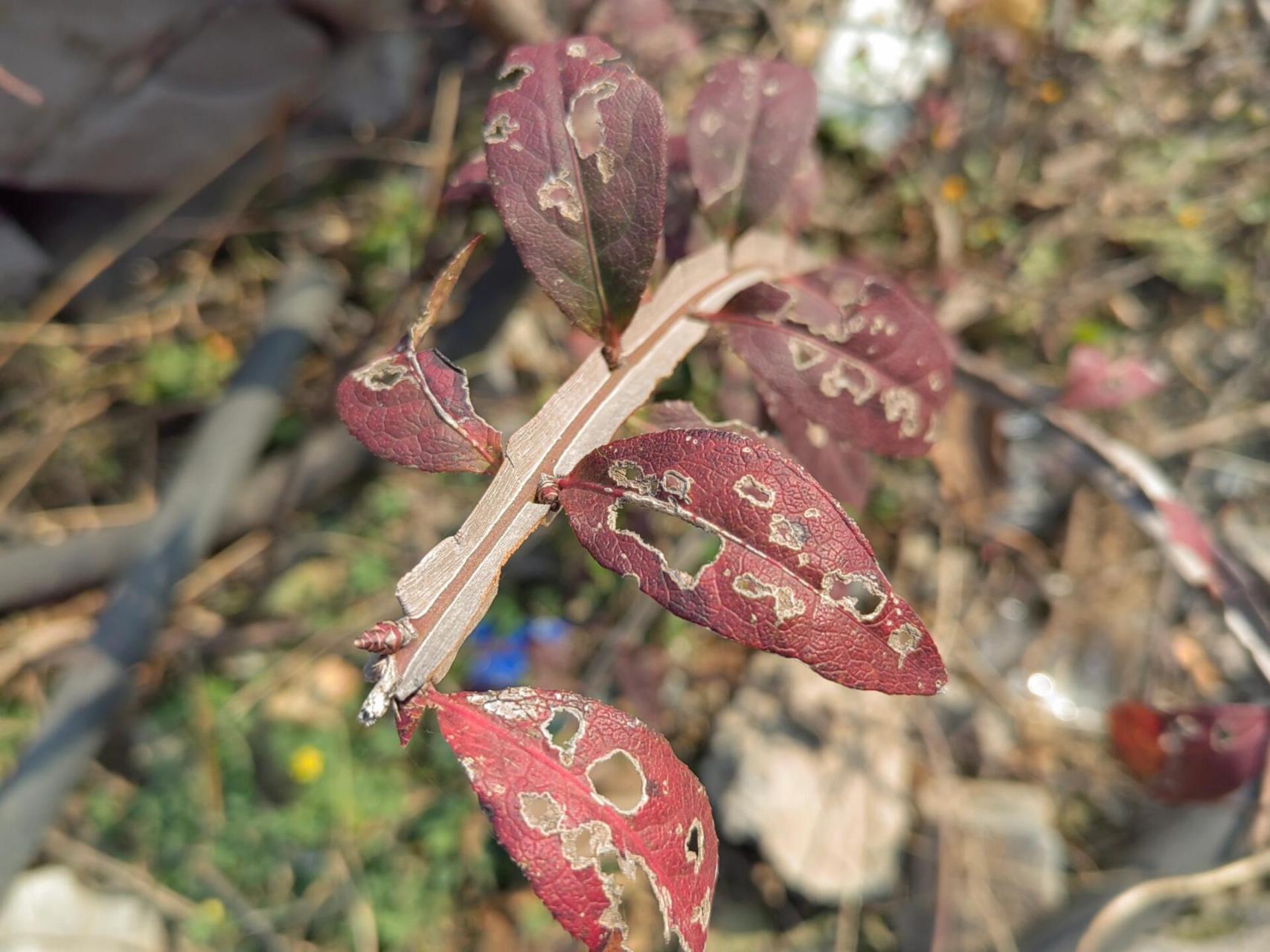 鬼见愁树 听说这是叫个鬼见愁,第一次见,梗上还带着叶片一样的东西!