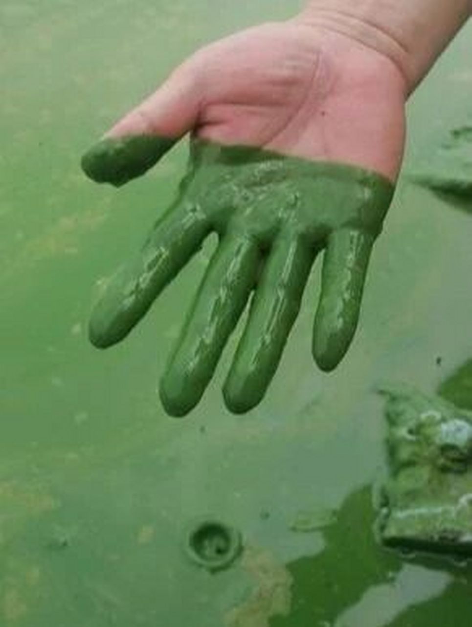 其主要特征是:植物体简单,单细胞,各式群体和丝状体