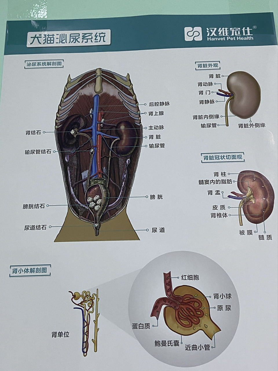 猫咪结构图781593养宠家庭可以了解一下