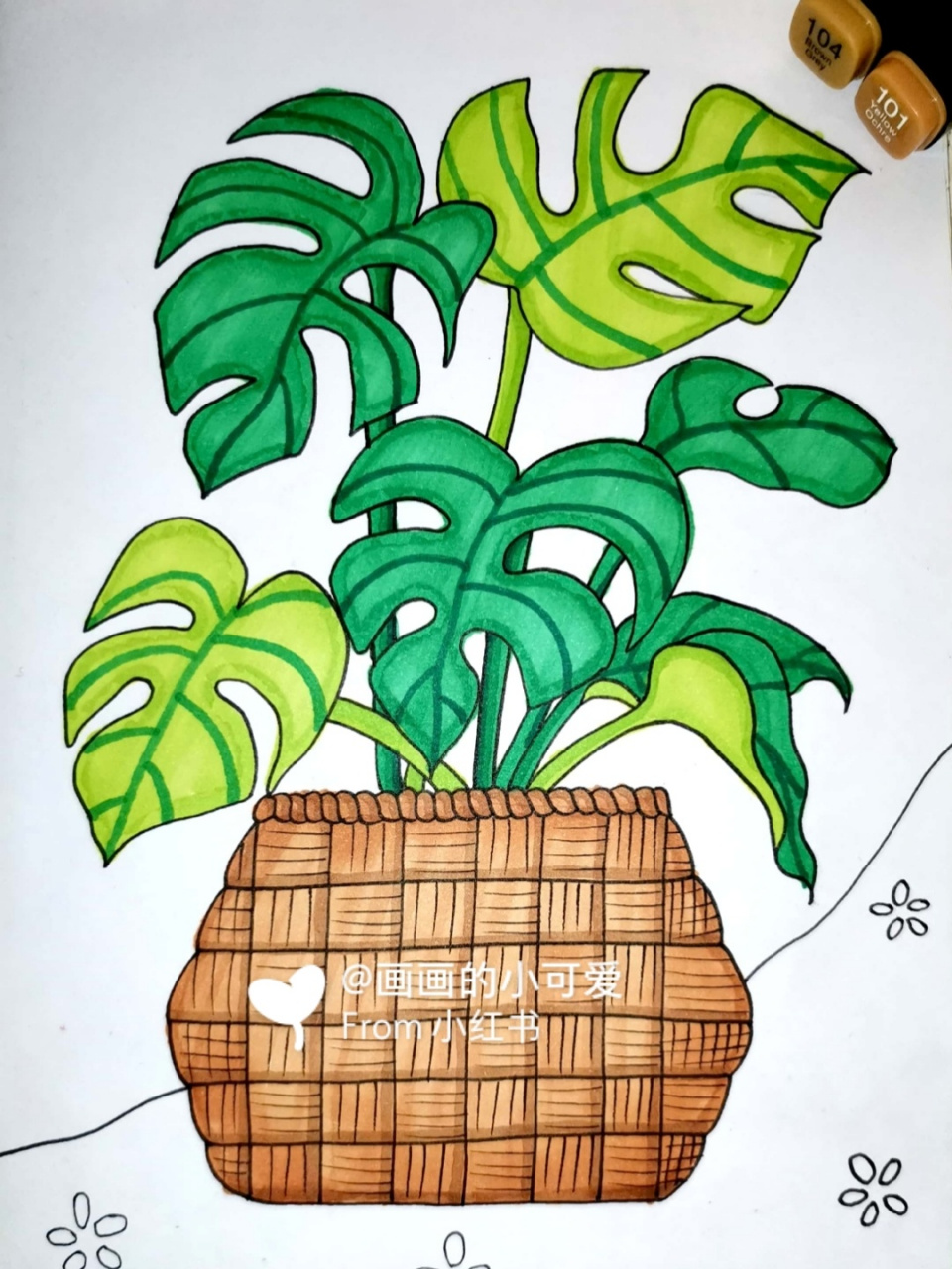 7--9岁线描写生 龟背竹 创意儿童画 简笔画