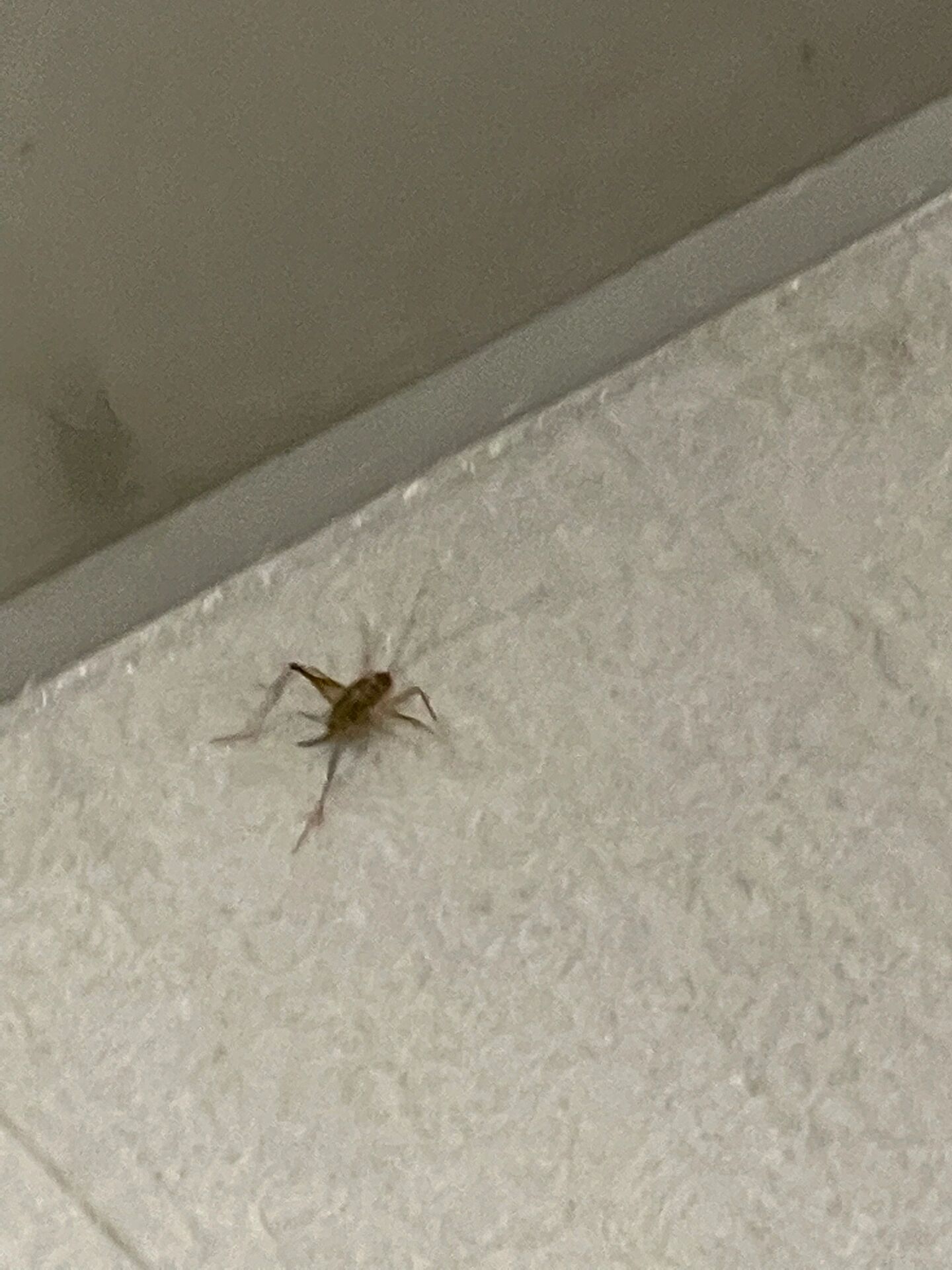 今天大数据推送了昆虫知识 学名突灶螽,别名灶马,据