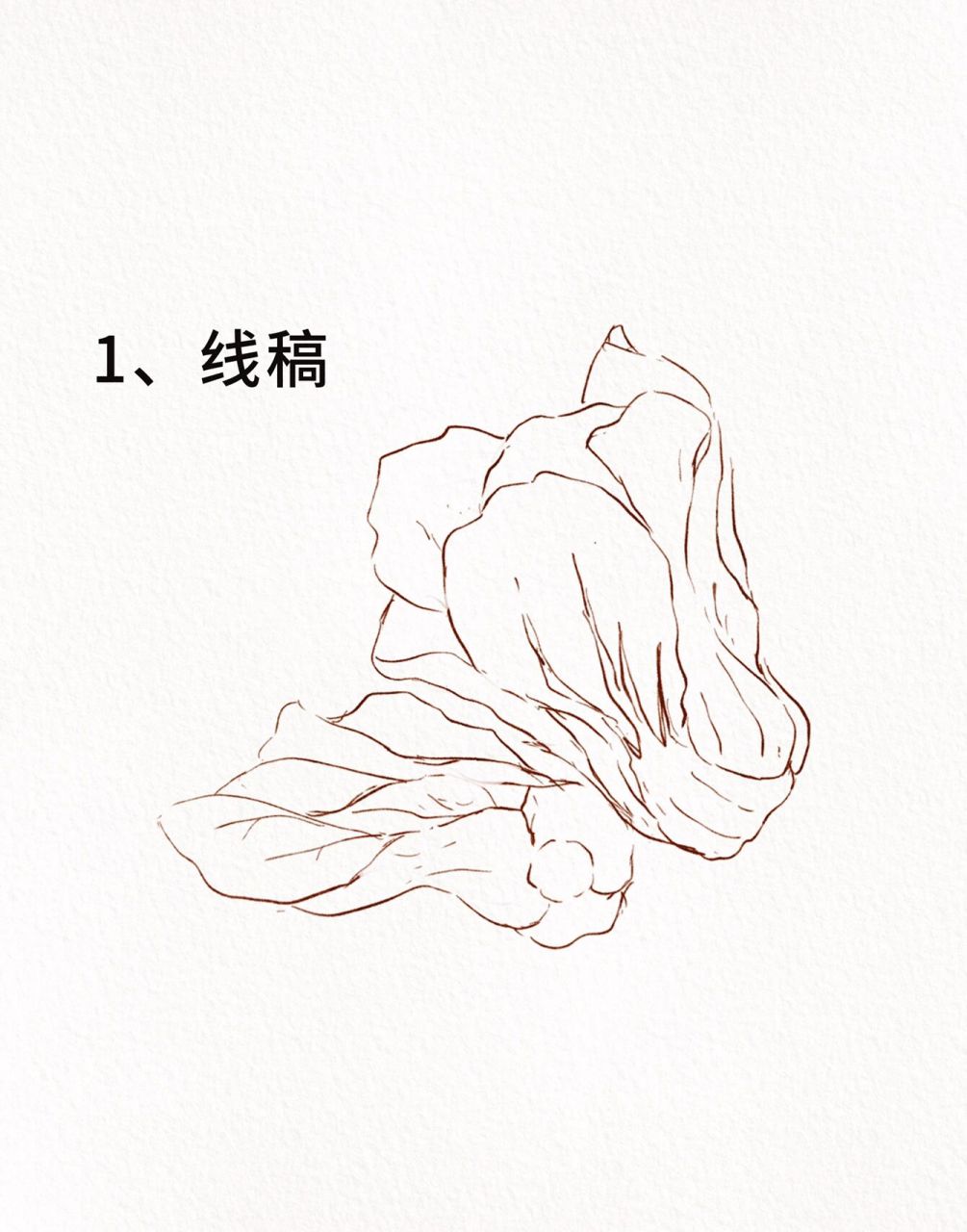 教你怎样画一颗青菜02/procreate绘画   工具04:ipad apple