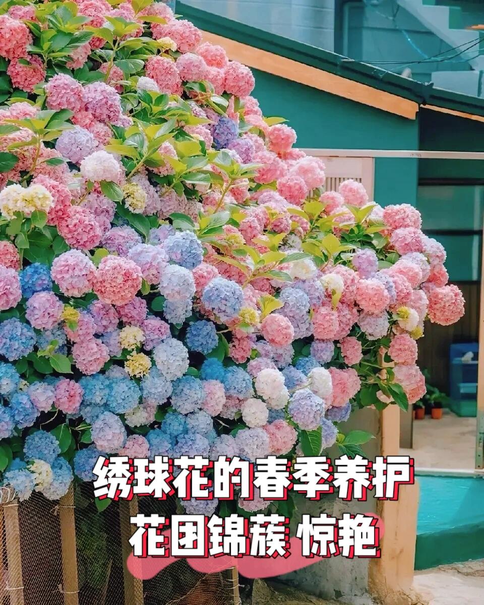 绣球花春季养护图片