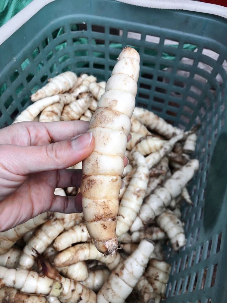 东京丸 东京丸是潮汕特产之一 	 是东京薯制作而成,其主要功效清热