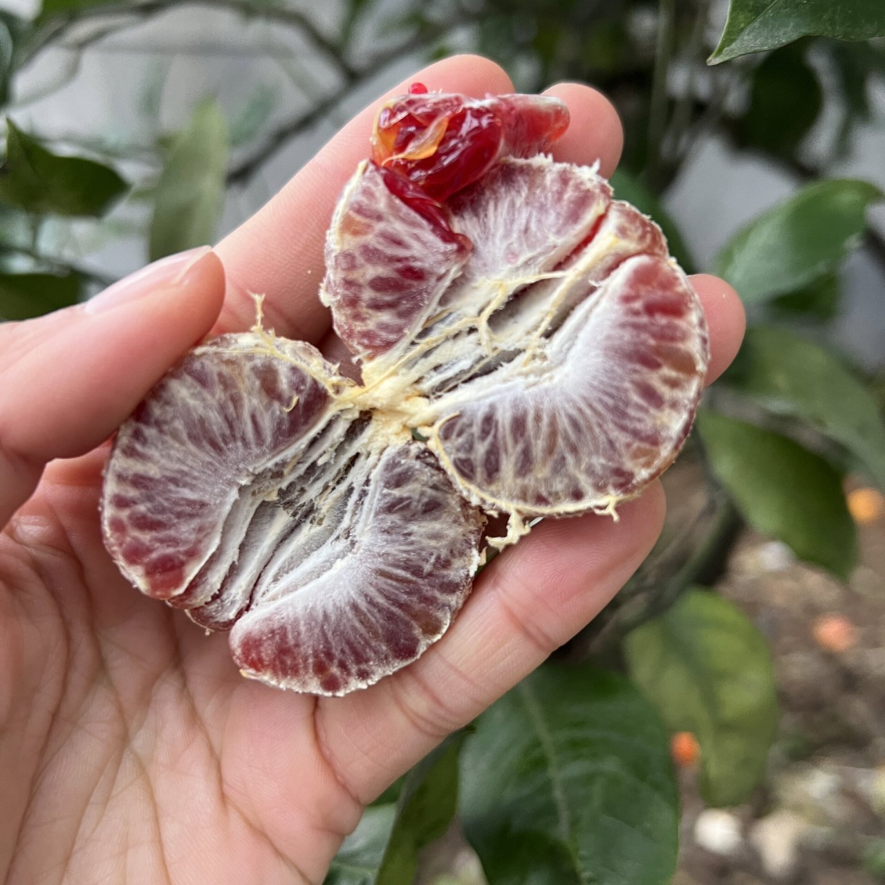 咱果园的新品种～媛红椪柑 太田椪柑和摩洛血橙杂交,成熟后一整个杨梅