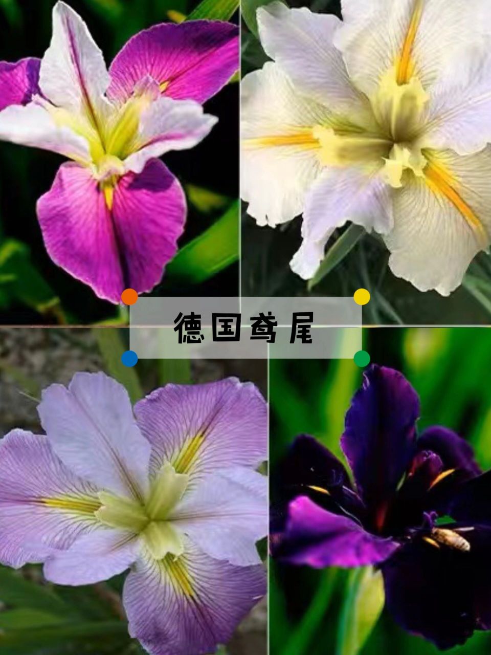 北方花园可以露地过冬的16种植物(北京) 1️⃣重瓣耧斗菜:毛茛科