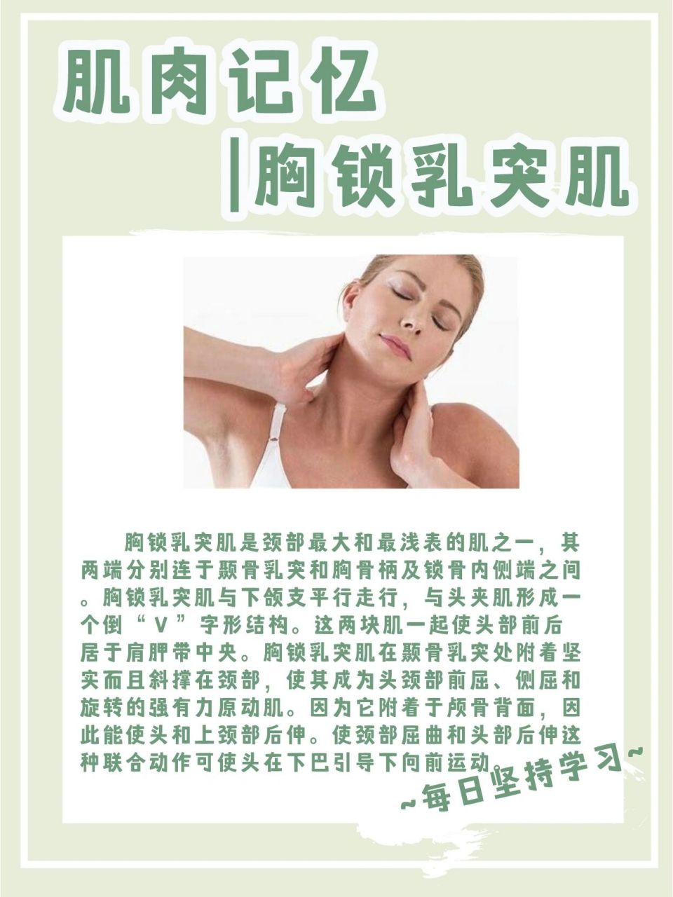 胸锁乳突肌起于止于图片