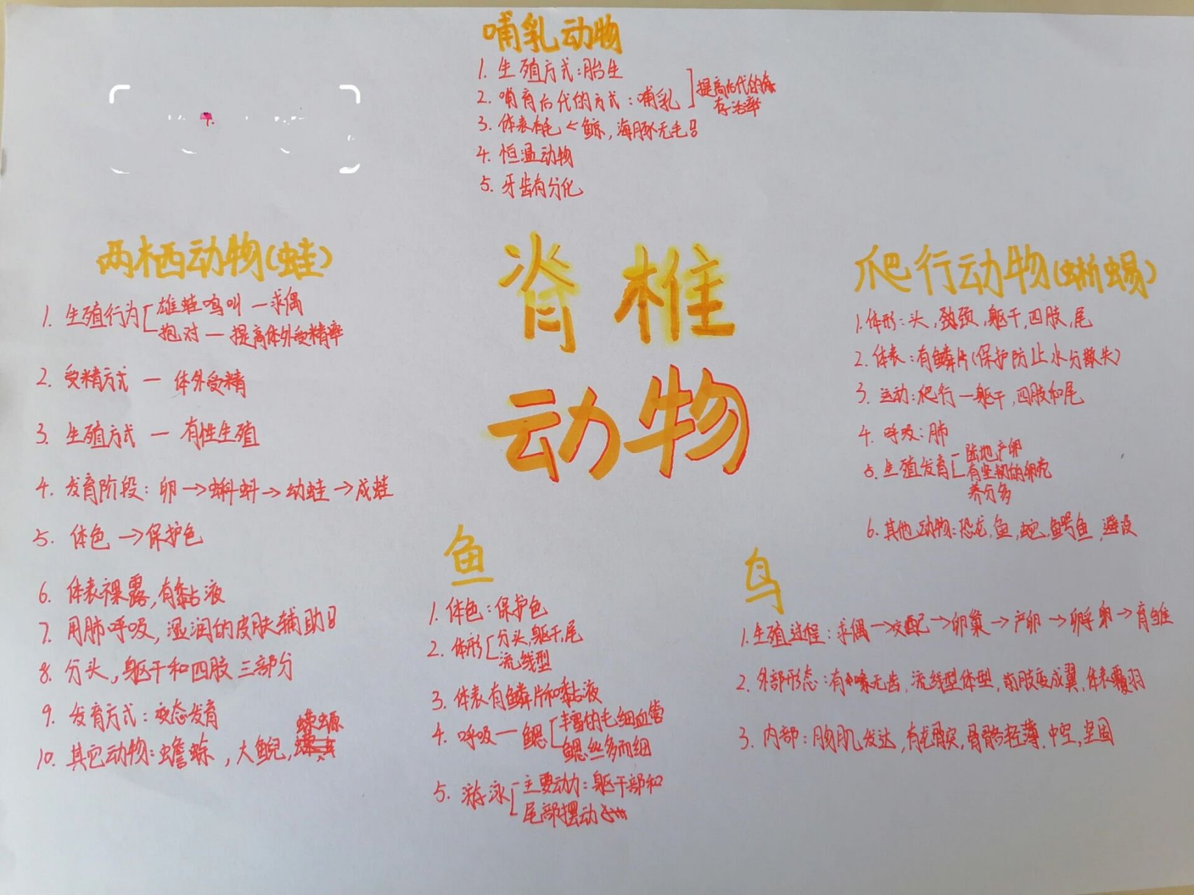 脊椎动物思维导图 八上脊椎动物思维导图 原创