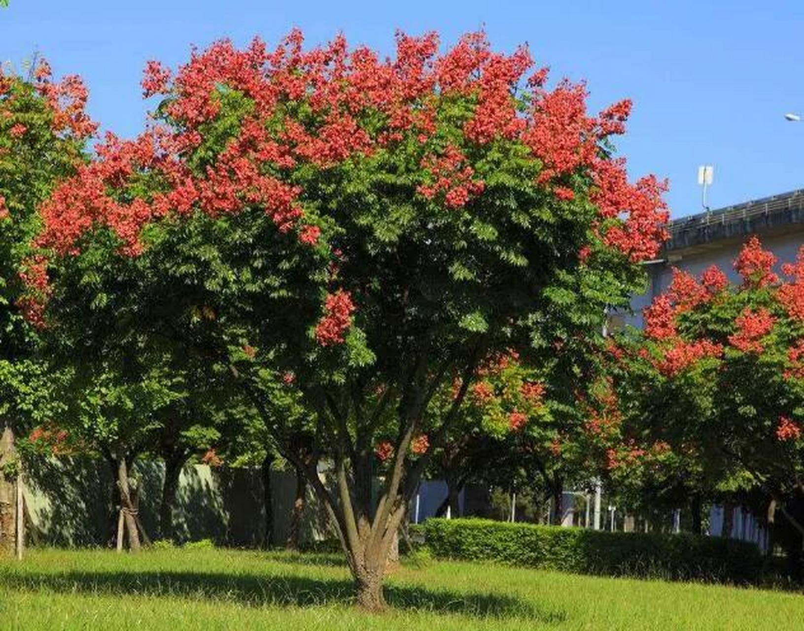 在2000多年前,栾树就已经是庭院观赏树种了,在古代的文献中,我们可以