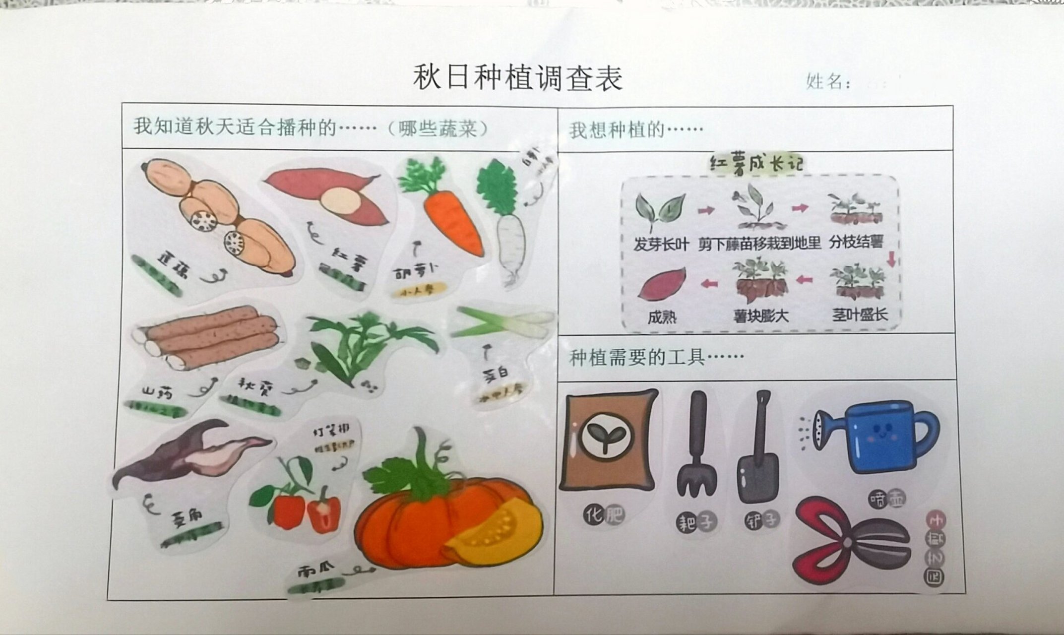 幼儿园植物种植调查表图片