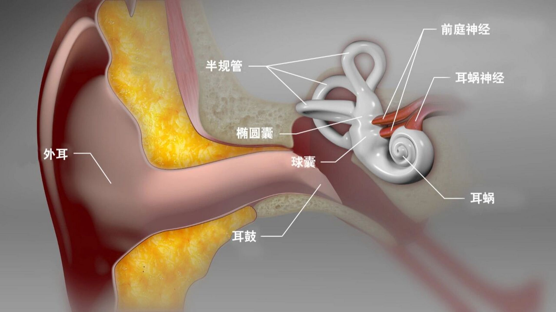 精妙绝伦的前庭眼反射,难怪有人为之着迷