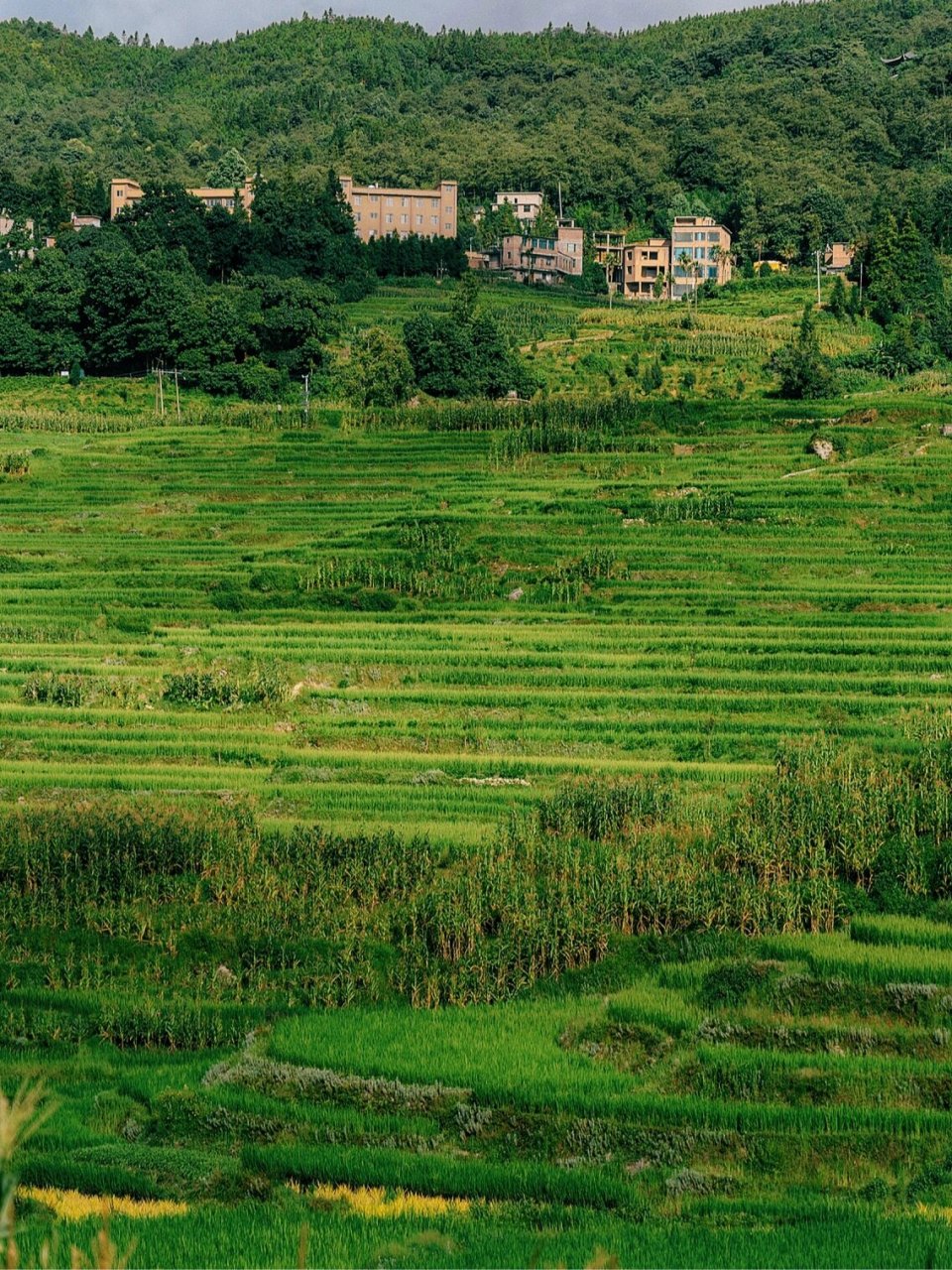 96地址:云南省红河州元阳县阿者科村 96门票:30元/人(70以上老人
