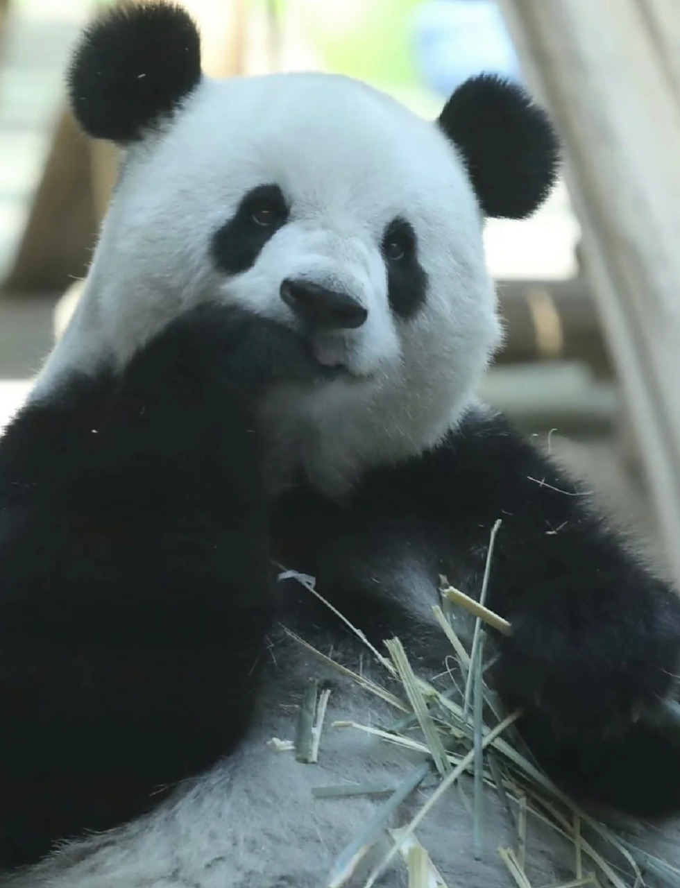 我现在是认识一只熊猫爱一只这只叫思嘉,脑袋圆圆的很标致,是熊猫界