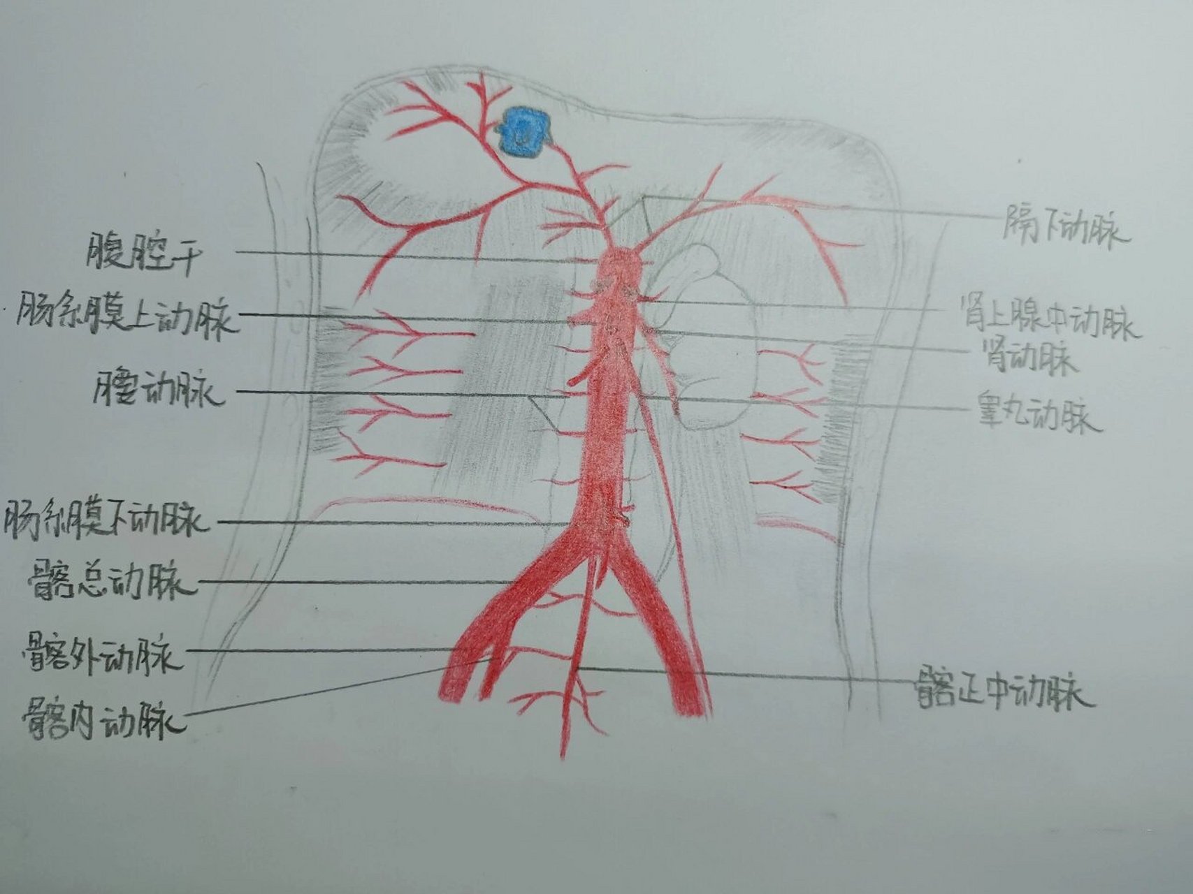 人体动脉分布图手绘图图片