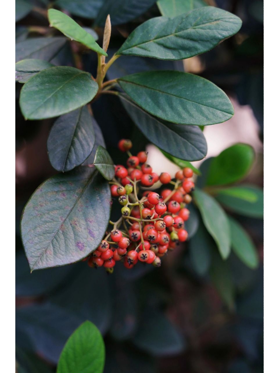 厚叶栒子|美丽栒子 厚叶栒子,别称:美丽栒子,野苦梨,蔷薇科栒子属常绿