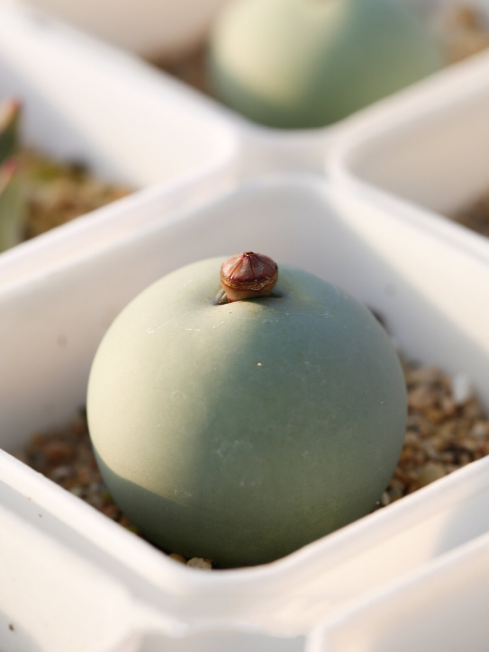 认识多肉#肉锥鸽子蛋 圆润的鸽子蛋不爱分头,实生需要实打实的五年