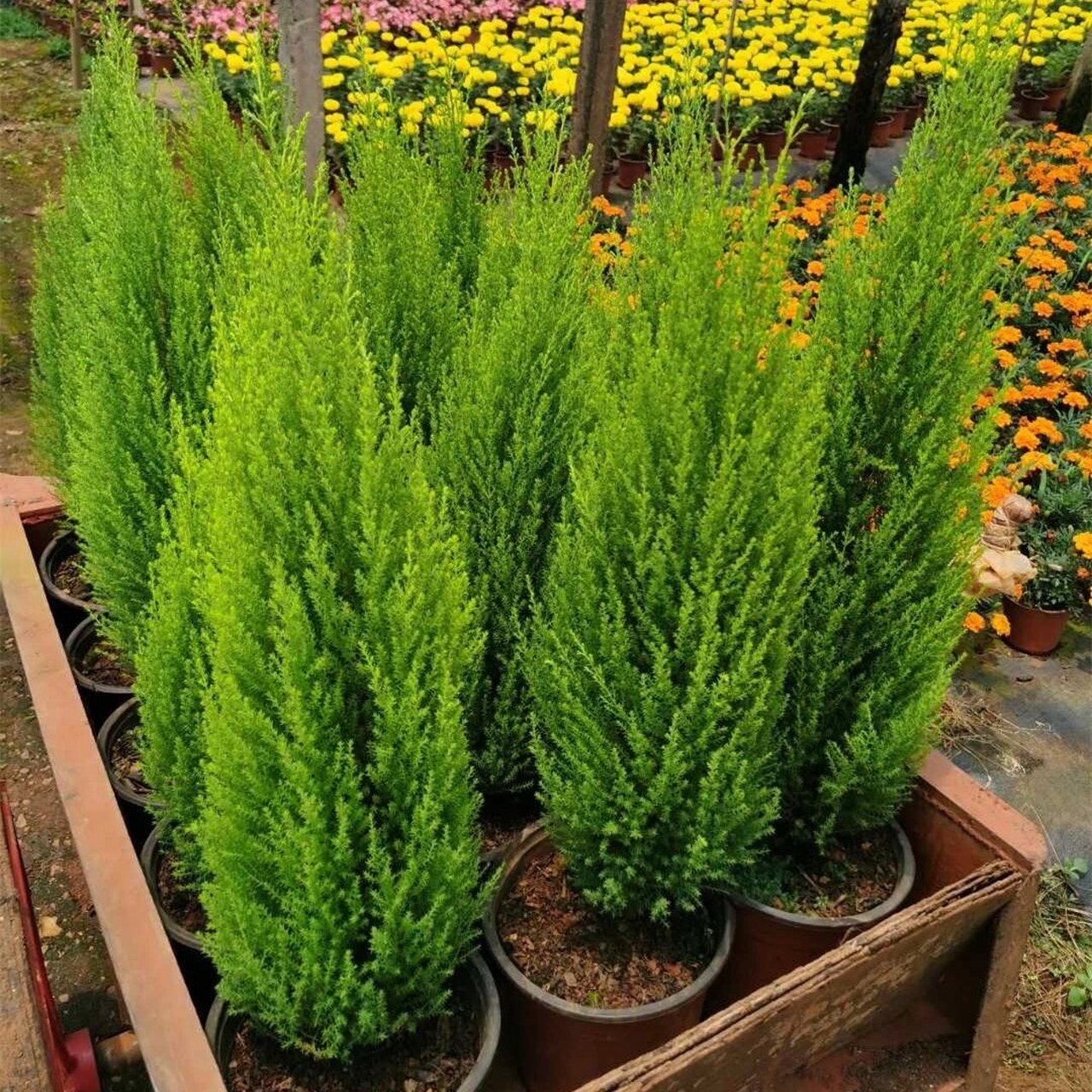 花境植物第158弹——香松 香松学名金冠柏,为柏科,柏木属常绿乔木,在