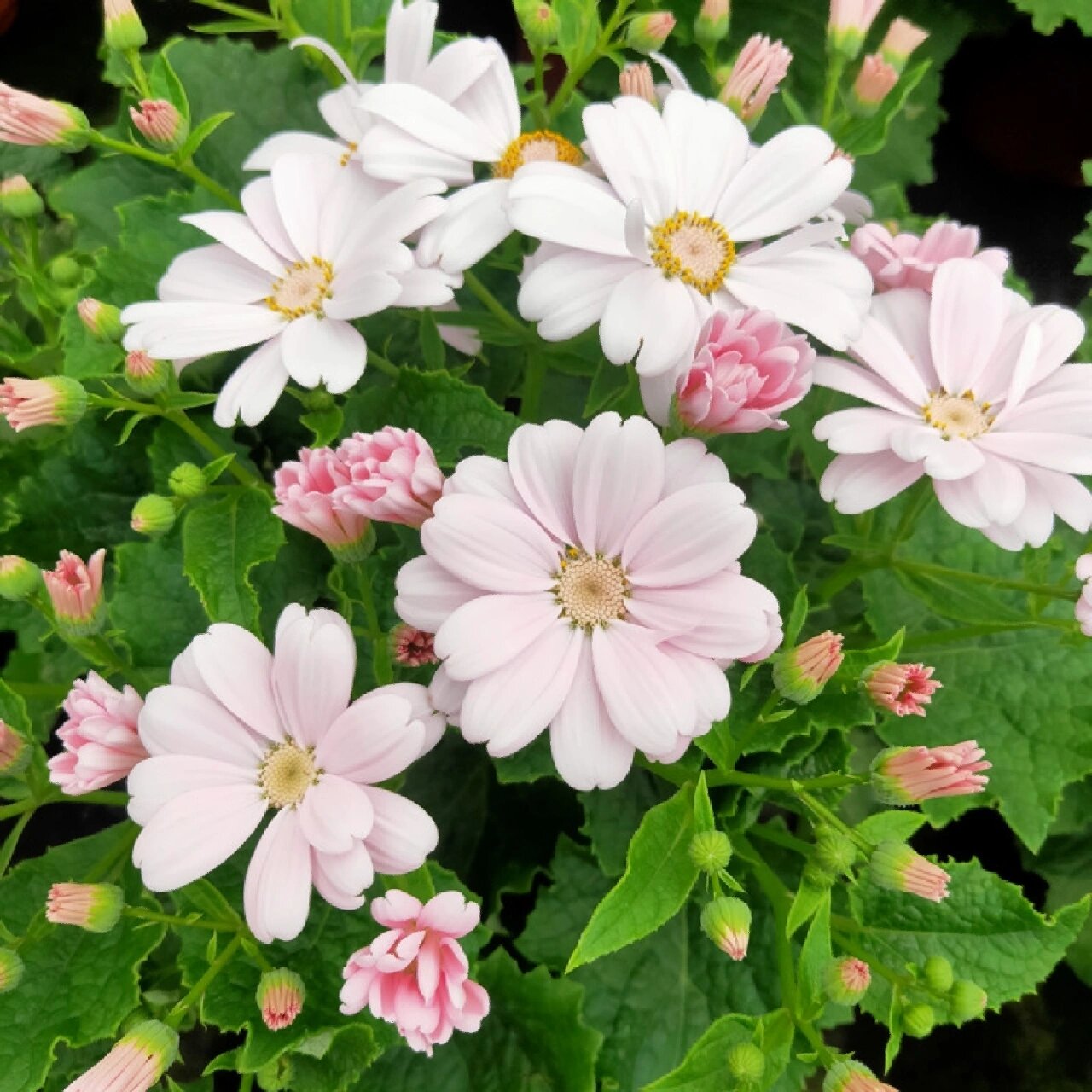 花境植物第205弹——瓜叶菊