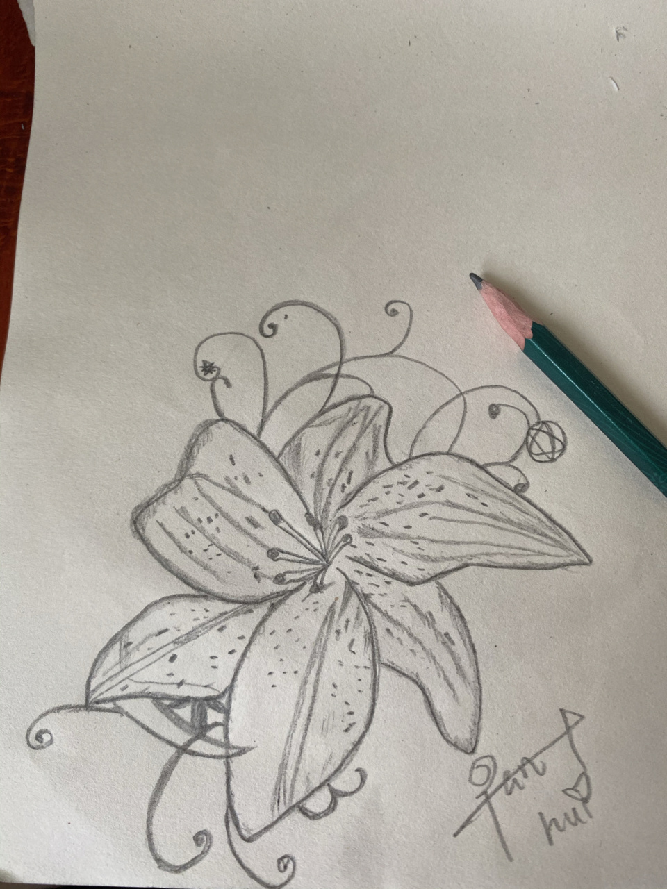 简笔画大全 快来试试画出最美的花吧