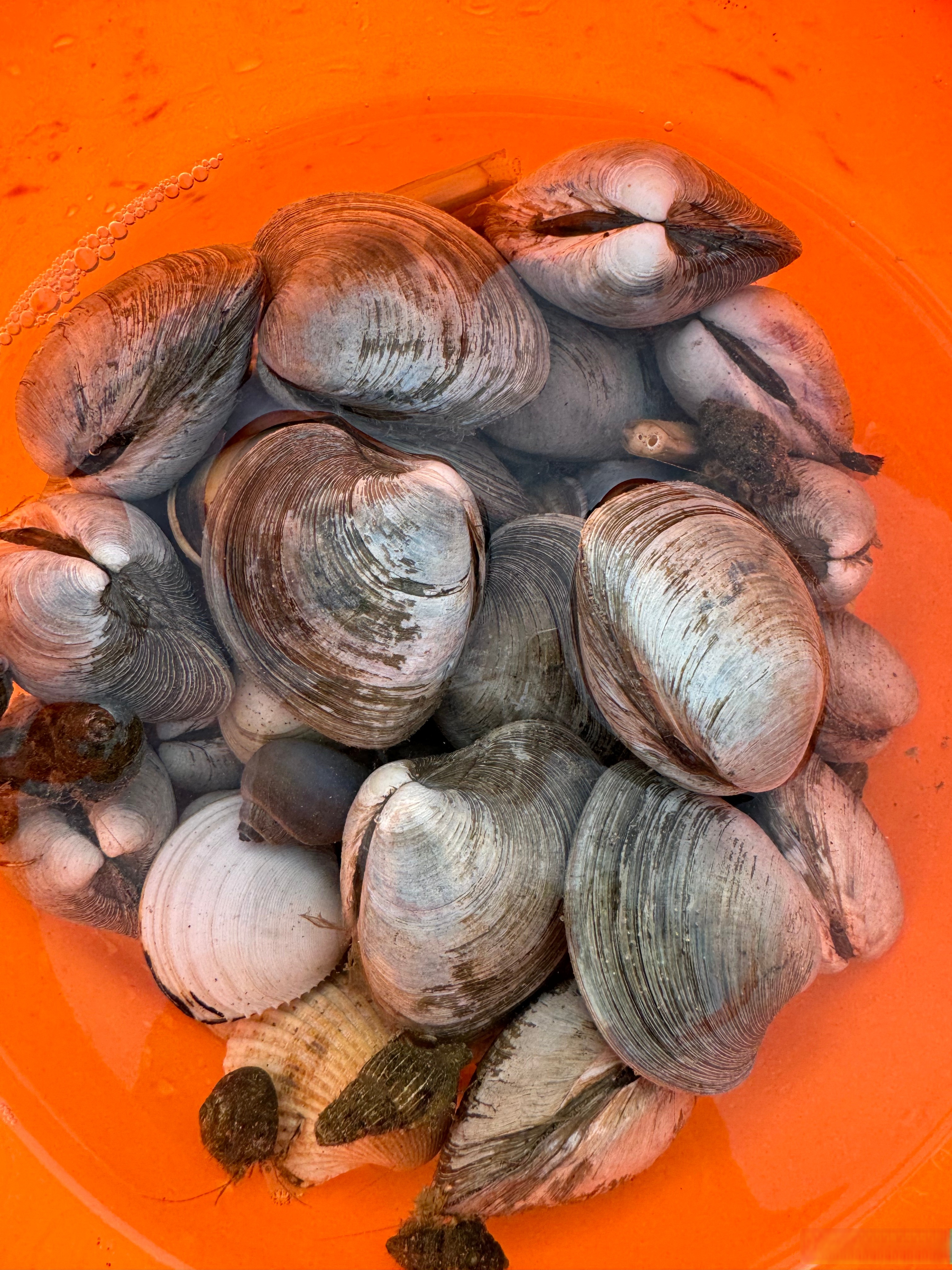 山东日照不允许游客挖不到蛤蜊#日照的蛤蜊鲜美,各种蛤蜊都好吃