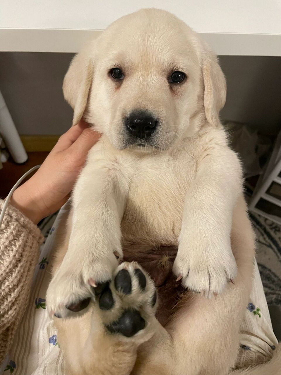 三个月16天的拉布拉多 长大真的就是一瞬间的事 5.