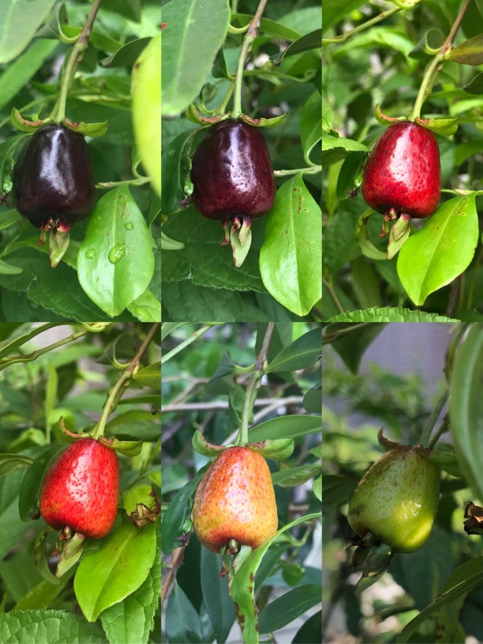 巴西甜樱桃 发现它的第六天,变得黑红黑红的,忍不住摘下来 有股清香