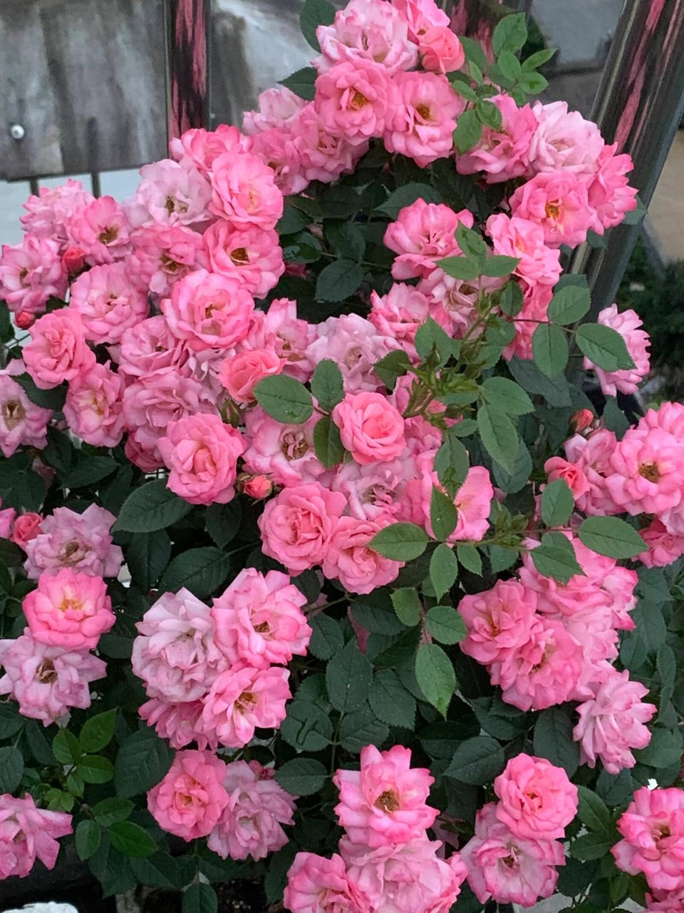 月季品种四:和谐 和谐:丰花,复花快,抗性好,耐雨耐晒