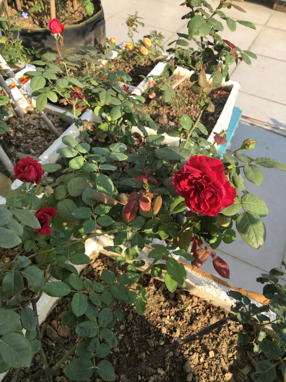 皇家胭脂,如果你喜欢香味的花,一定要买它 #月季