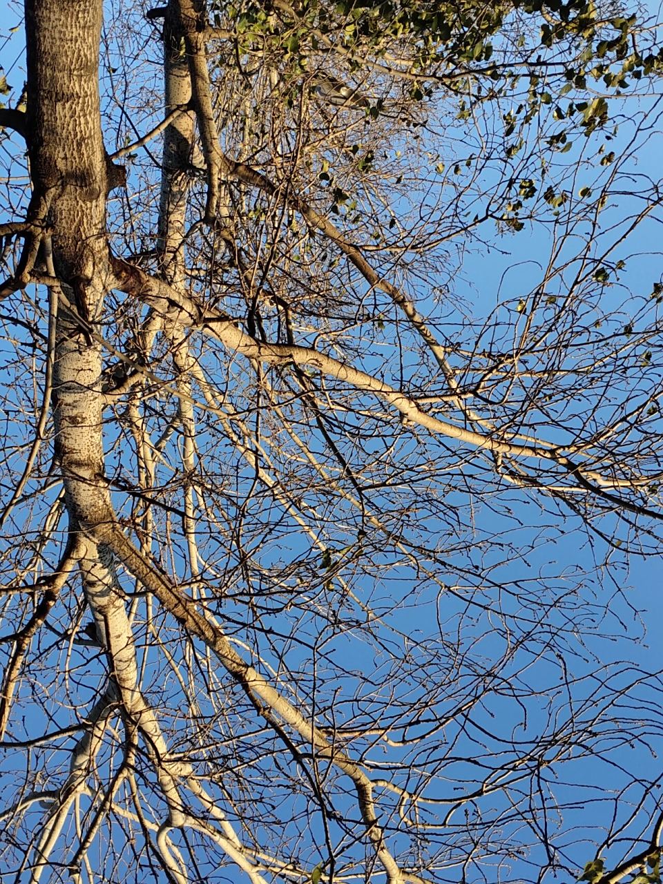 冬季的白杨树还是很美的 只有这样的冷天,天才如此蓝,阳光才明媚!