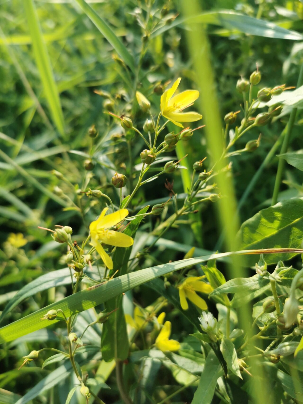 黄连花 报春花科,珍珠菜属  拍摄于内蒙