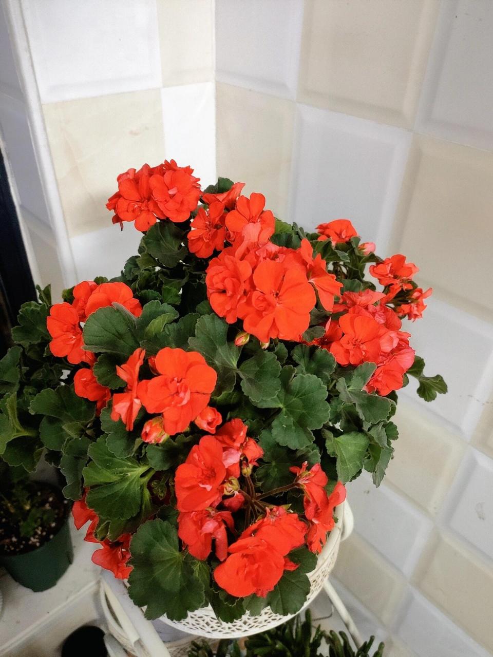 天竺葵炫橙!正正的桔色!开爆花!值得拥有