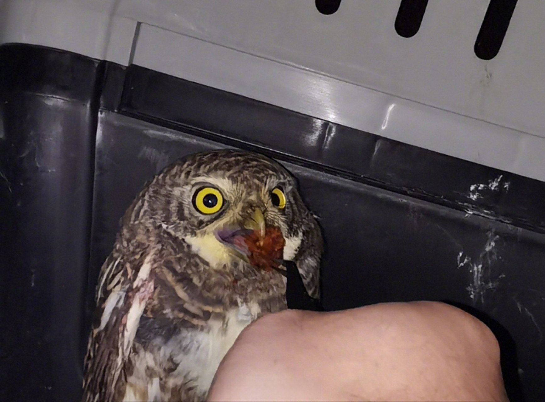 【"萌"禽受伤 警民携手救助】  "警察同志,我在路上发现了一只受伤的