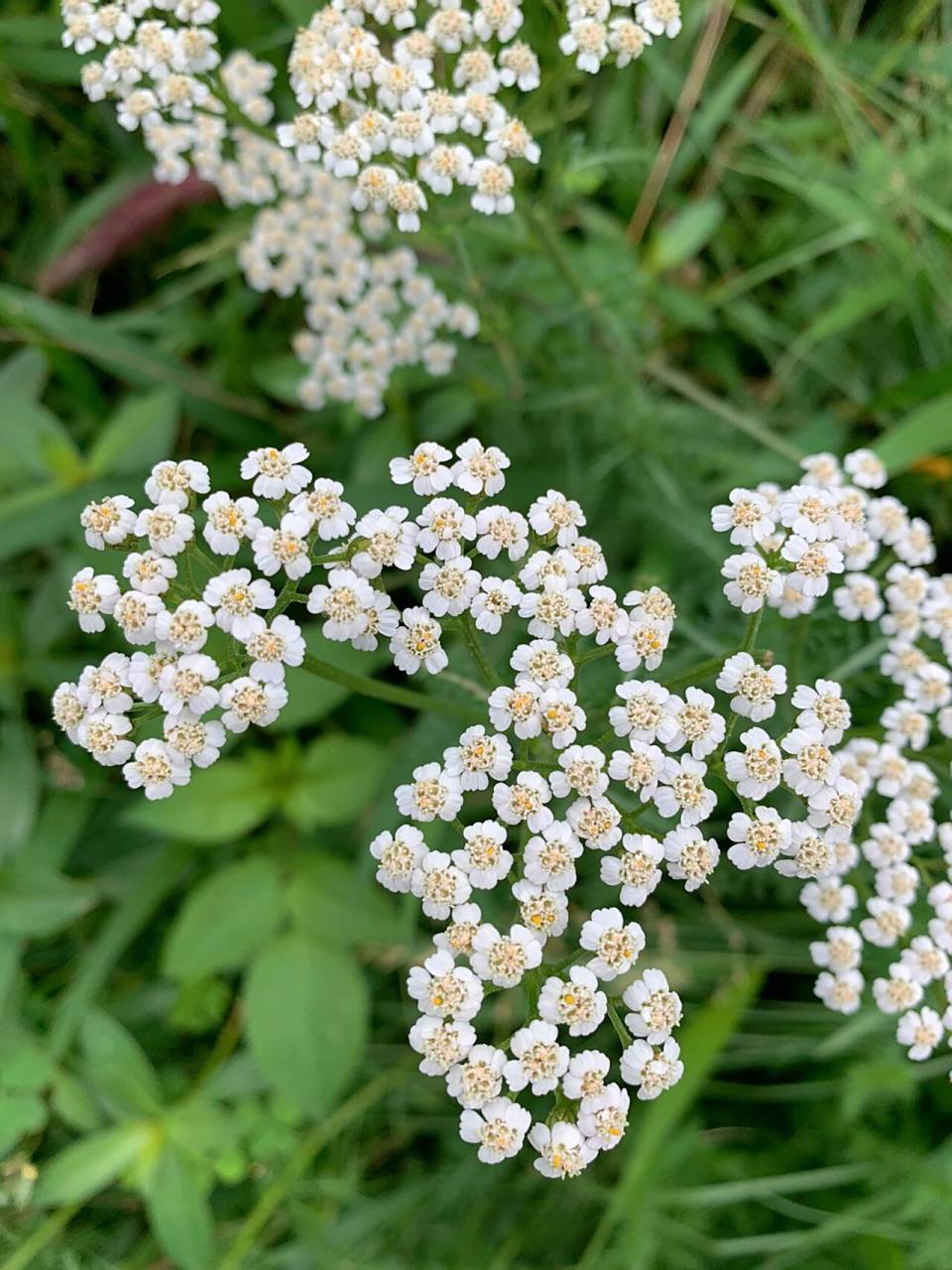 蓍草/古老的占卜草木 是菊科,蓍属多年生草本植物,匍匐根茎细.