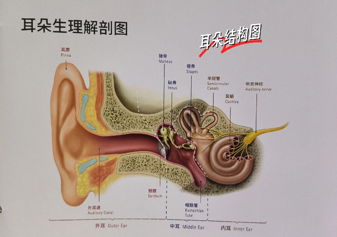 耳朵结构&作用 耳朵的结构主要是分为三部分 外耳 包括耳廓